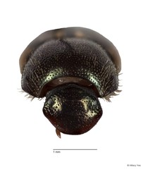 Onthophagus (Paraphanaeomorphus) phanaeides • © Hillary Yee • All Rights Reserved