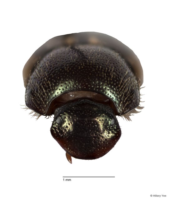 Onthophagus (Paraphanaeomorphus) phanaeides