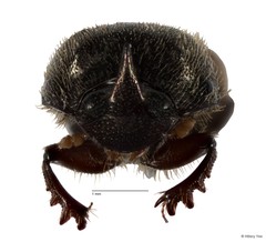 Onthophagus (Paraphanaeomorphus) phanaeides • © Hillary Yee • All Rights Reserved
