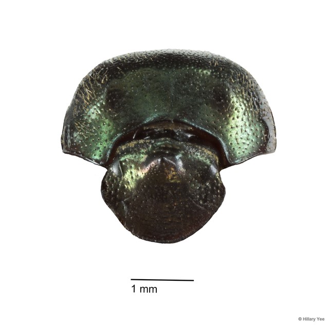 Onthophagus (Paraphanaeomorphus) phanaeides