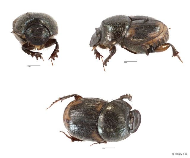 Onthophagus (Gibbonthophagus) proletarius • © Hillary Yee • All Rights Reserved