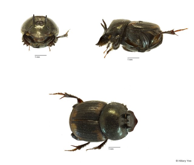 Onthophagus (Gibbonthophagus) proletarius