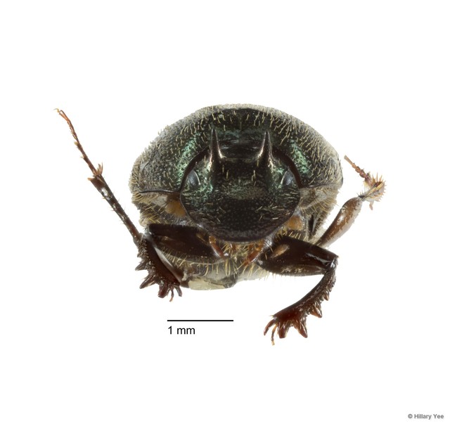 Onthophagus (Gibbonthophagus) proletarius