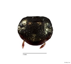 Onthophagus (Gibbonthophagus) proletarius • © Hillary Yee • All Rights Reserved