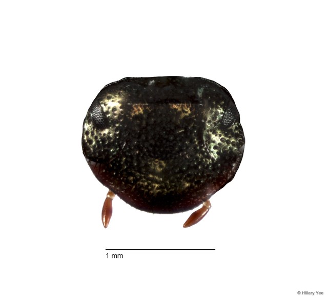 Onthophagus (Gibbonthophagus) proletarius