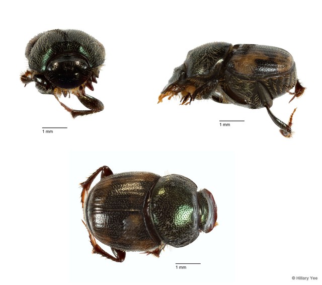 Onthophagus (Paraphanaeomorphus) trituber • © Hillary Yee • All Rights Reserved
