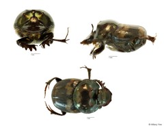 Onthophagus (Paraphanaeomorphus) trituber • © Hillary Yee • All Rights Reserved