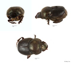 Onthophagus (Onthophagus) waterstradti • © Hillary Yee • All Rights Reserved