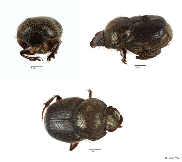 Onthophagus (Onthophagus) waterstradti • © Hillary Yee • All Rights Reserved