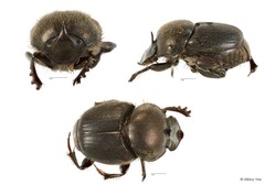 Onthophagus (Onthophagus) waterstradti • © Hillary Yee • All Rights Reserved