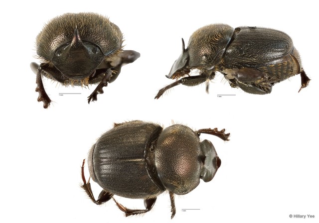 Onthophagus (Onthophagus) waterstradti