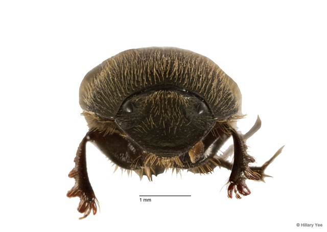 Onthophagus (Onthophagus) waterstradti