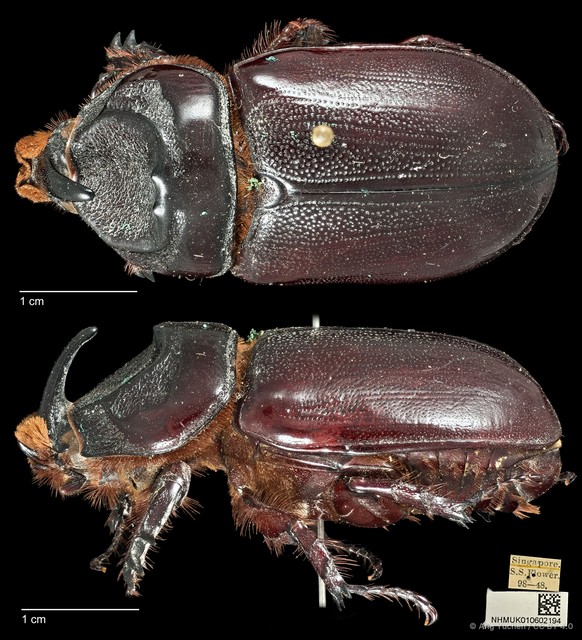 Oryctes (Rykanes) rhinoceros • © Ang Yuchen • CC BY 4.0