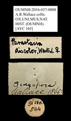 Parastasia discolor • All Rights Reserved Museum Label