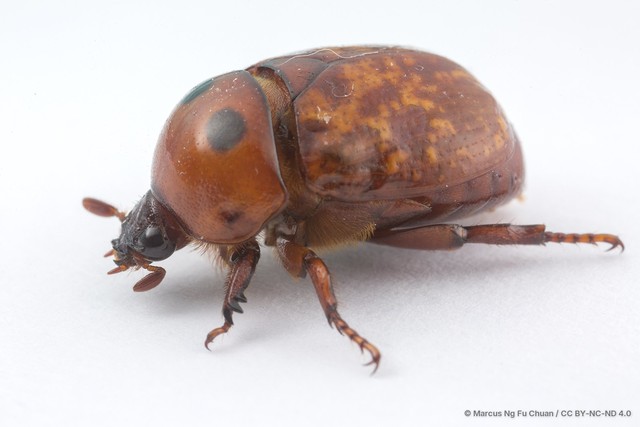 Parastasia marmorata • © Marcus Ng Fu Chuan • CC BY-NC-ND 4.0