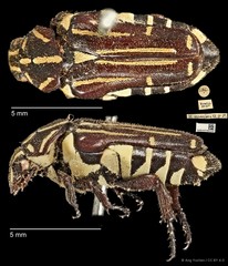 Pleuronota elongata • © Ang Yuchen • CC BY 4.0