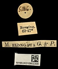 Pleuronota elongata • All Rights Reserved Museum Label