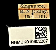 Protaetia (Miksicus) acuminata • All Rights Reserved Museum Label