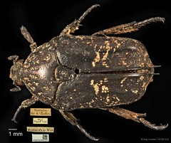 Protaetia (Miksicus) acuminata • © Ang Yuchen • CC BY 4.0