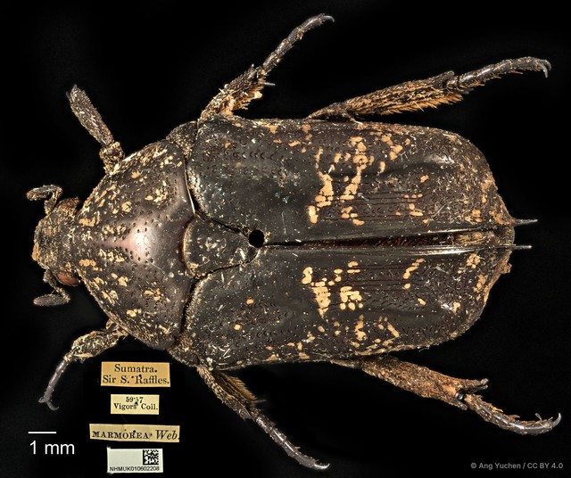 Protaetia (Miksicus) acuminata