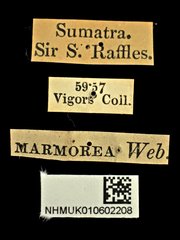 Protaetia (Miksicus) acuminata • All Rights Reserved Museum Label