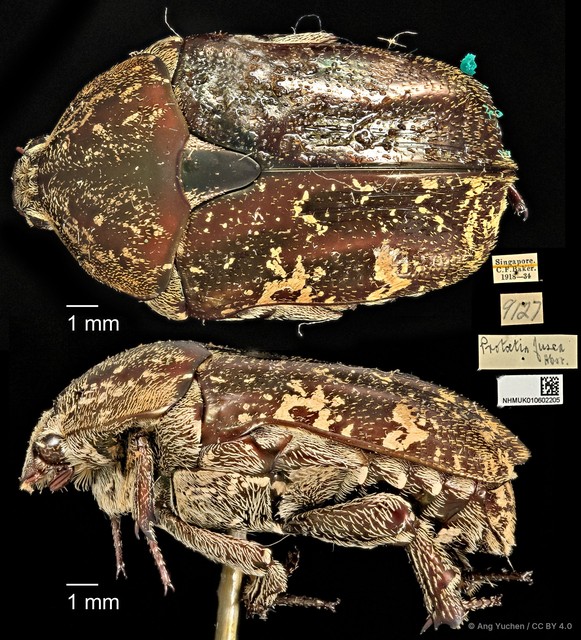 Protaetia (Protaetia) fusca • © Ang Yuchen • CC BY 4.0