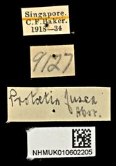 Protaetia (Protaetia) fusca • All Rights Reserved Museum Label
