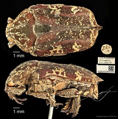 Protaetia (Protaetia) fusca • © Ang Yuchen • CC BY 4.0