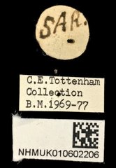 Protaetia (Protaetia) fusca • All Rights Reserved Museum Label