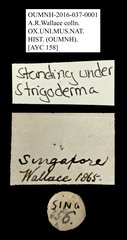 Strigoderma sp. "AYC 158" • All Rights Reserved Museum Label