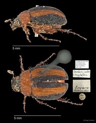 Strigoderma sp. "AYC 160" • © Ang Yuchen • All Rights Reserved
