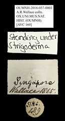 Strigoderma sp. "AYC 160" • All Rights Reserved Museum Label