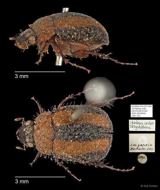 Strigoderma sp. "AYC 161" • © Ang Yuchen • All Rights Reserved