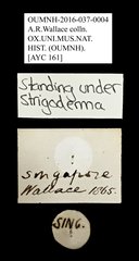 Strigoderma sp. "AYC 161" • All Rights Reserved Museum Label