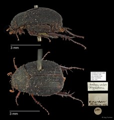 Strigoderma sp. "AYC 162" • © Ang Yuchen • All Rights Reserved