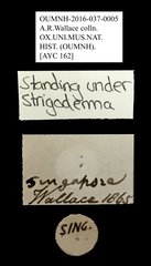Strigoderma sp. "AYC 162" • All Rights Reserved Museum Label