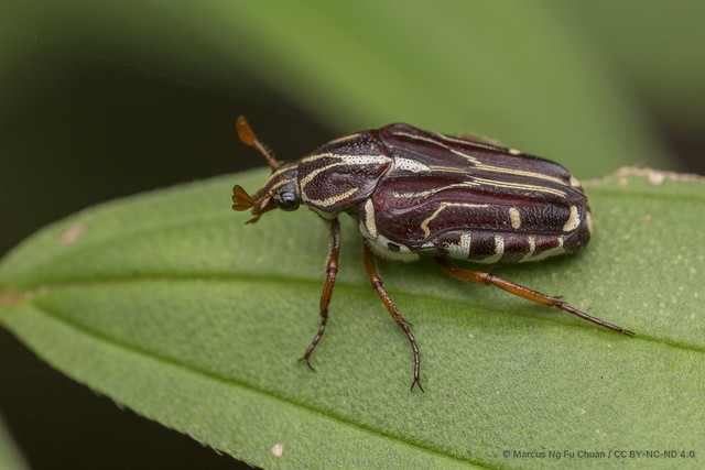 Taeniodera monacha modesta