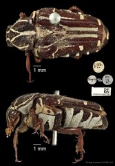 Taeniodera monacha modesta • © Ang Yuchen • CC BY 4.0