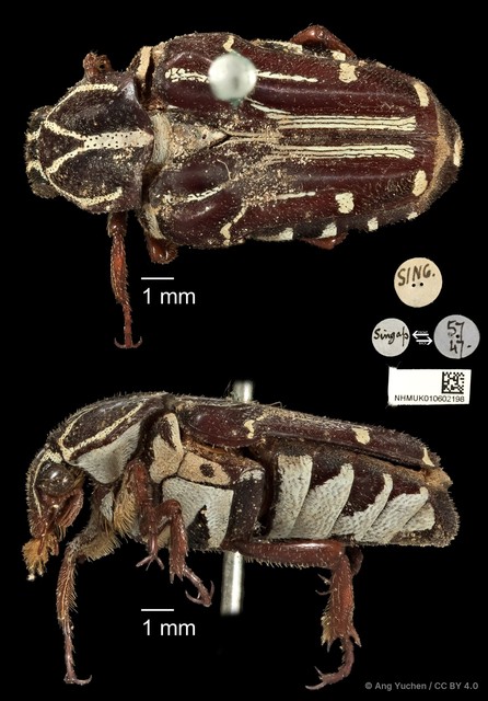 Taeniodera monacha modesta • © Ang Yuchen • CC BY 4.0