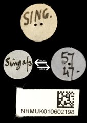 Taeniodera monacha modesta • All Rights Reserved Museum Label