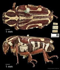 Taeniodera monacha modesta • © Ang Yuchen • CC BY 4.0