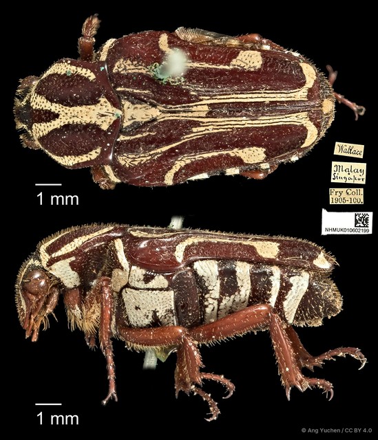 Taeniodera monacha modesta
