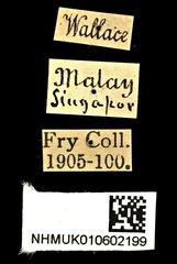 Taeniodera monacha modesta • All Rights Reserved Museum Label
