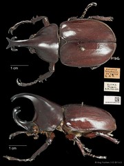 Xylotrupes gideon • © Ang Yuchen • CC BY 4.0