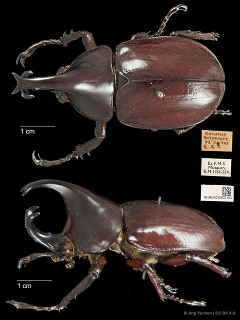 Xylotrupes gideon • © Ang Yuchen • CC BY 4.0