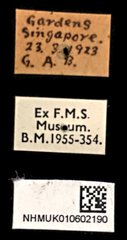 Xylotrupes gideon • All Rights Reserved Museum Label