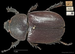 Xylotrupes gideon • © Ang Yuchen • CC BY 4.0