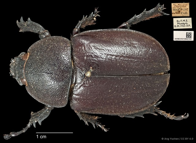 Xylotrupes gideon