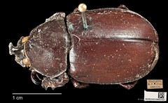 Xylotrupes gideon • © Ang Yuchen • CC BY 4.0