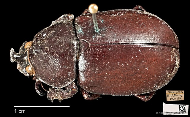 Xylotrupes gideon